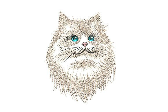Fluffy Himalayan Cat Portrait